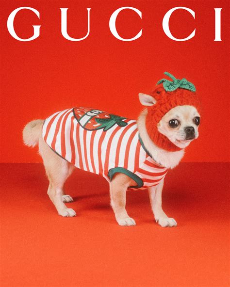 gucci animals|gucci animal cruelty.